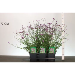 Ernyős verbéna, vasfű  VERBENA BONARIENSIS K2
