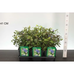 Tarackoló kékgyökér  CERATOSTIGMA PLUMBAGINOIDES K2