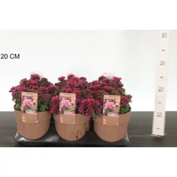 Varjúháj  SEDUM SPURIUM DEEP ROSE CS15