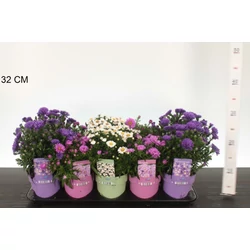 őszirózsa   ASTER FAJTÁK CS12