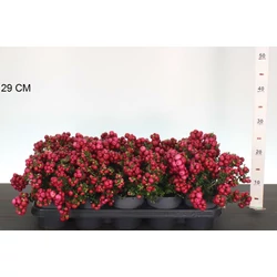 Fajdbogyó     GAULTHERIA MUCRONATA 20/30 CS12