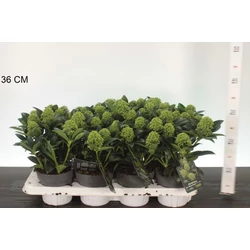 Japán dérbabér  SKIMMIA JAPONICA WHITE GLOBE 20/+ CS13