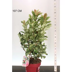 Örökzöld korallberkenye    PHOTINIA FRASERI PINK CRISPY 60/80 K10