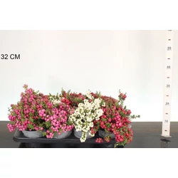 Fajdbogyó     GAULTHERIA MUCRONATA 25/30 CS14