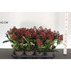 Japán dérbabér     SKIMMIA JAPONICA RUBELLA 35/40 CS13