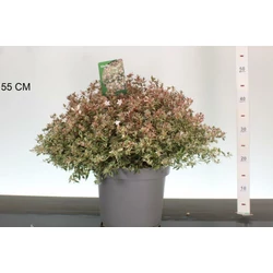 Nagyvirágú tárnicslonc    ABELIA GRANDIFLORA CONFETTI 40/+ K7,5