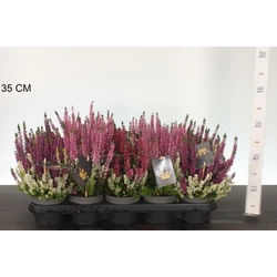 Csarab      CALLUNA VULGARIS BEAUTY LADIES COLOR CROWN 15/20 CS12
