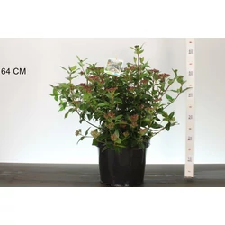 Téli bangita   VIBURNUM TINUS PURPUREUM 50/60 K7,5