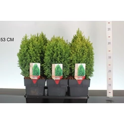 Arany oregoni hamisciprus CHAMAECYPARIS LAWSONIANA ELLWOODII GOLD 25/30 K2,5