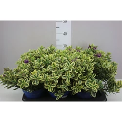 Veronika cserje    HEBE ANDERSONII VARIEGATA CS18