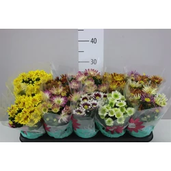 Krizantém CHRYSANTHEMUM EXTRA FAJTÁK CS12