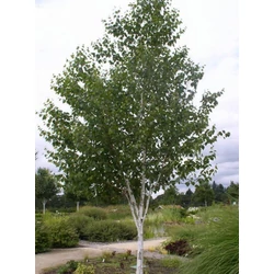 Himalájai nyír BETULA UTILIS JACQUEMONTII 10/12 K25