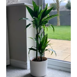 Sárkányfa DRACAENA FRAGRANS JANET 75-30-10 CS24