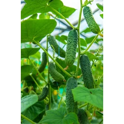 uborka CUCUMIS SATIVUS PALÁNTA KÍGYÓUBORKA CS12