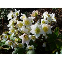 Fekete hunyor HELLEBORUS NIGER CS12
