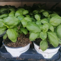 Bazsalikom OCIMUM BASILICUM CS12