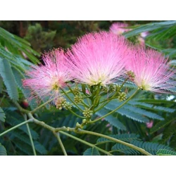 Selyemakác ALBIZIA JULIBRISSIN OMBRELLA K3