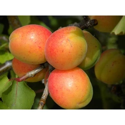 Gönci magyar kajszi PRUNUS ARMENIACA GÖNCI MAGYAR K10