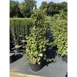 Kúszó hortenzia HYDRANGEA PETIOLARIS 120/+ K35