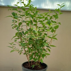Jezsámen PHILADELPHUS MINNESOTA SNOWFALKE 40/60 K5
