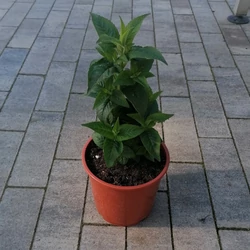 méhbalzsam MONARDA FISTULOSA BLAUSTRUMOF CS14