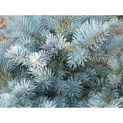 Ezüstfenyő PICEA PUNGENS GLAUCA T1/2 K35