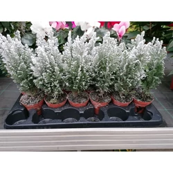 Tuja THUJA MIX HAVAS