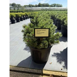 Törpefenyő PINUS MUGO KLOSTERGRÜN 30/35 K11