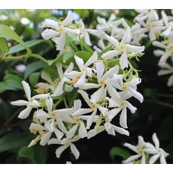 Csillagjázmin    RHYNCOSPERMUM JASMINOIDES PIRAMIS K30