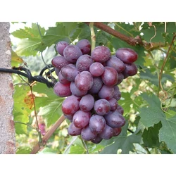 Dunav csemegeszőlő VITIS VINIFERA DUNAV  (KÜLÖNLEGES CSEMEGE) SZGY