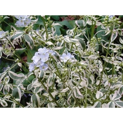 Indás csatavirág POLEMONIUM NORTHWAY LIGHTS CS15