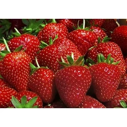 Szamóca FRAGARIA CS12