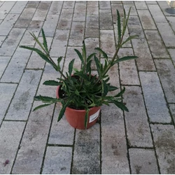 Ernyős verbéna, vasfű VERBENA BONARIENSIS LOLLIPOP CS14