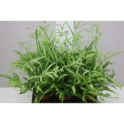 Szalagpáfrány PTERIS CRETICA CS12