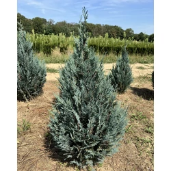 Kék oregoni hamisciprus CHAMAECYPARIS LAWSONIANA VAN PELT'S BLUE 80/100*
