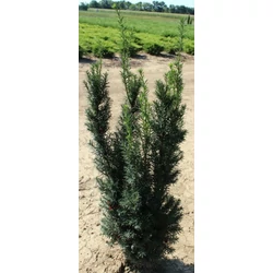 Oszlopos tiszafa TAXUS MEDIA HICKSII 80/100*
