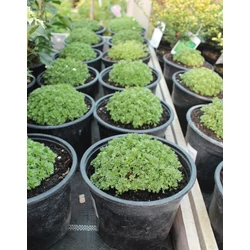 Kőtörőfű SAXIFRAGA FAJTÁK CS13