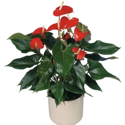 Flamingóvirág ANTHURIUM ANDRAEANUM WHITE CS14