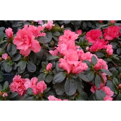 Japán azálea AZALEA CS13