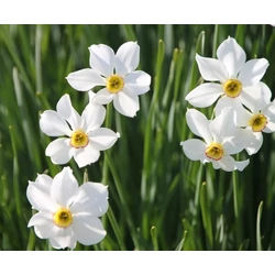 Napvirág HELIANTHEMUM CS11