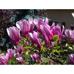 Liliomfa MAGNOLIA VULCAN T200 10/12 K80