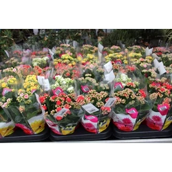 Korallvirág KALANCHOE CS10,5    