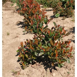 Örökzöld korallberkenye PHOTINIA FRASERI LITTLE RED ROBIN 20/40*