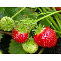 Szamóca FRAGARIA × ANANASSA CS9