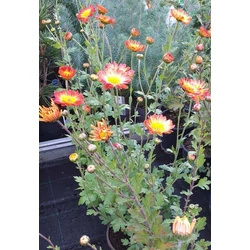 Őszi margitvirág CHRYSANTHEMUM INDICUM CS14