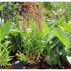 Réti füzény LYTHRUM SALICARIA LADY SACKVILLE CS14