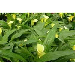 Kála ZANTEDESCHIA CSEREPES