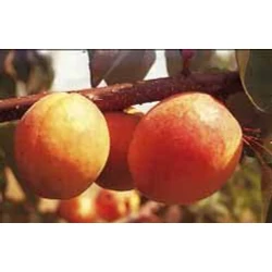 Szegedi mamut kajszi PRUNUS ARMENIACA SZEGEDI MAMUT SZGY