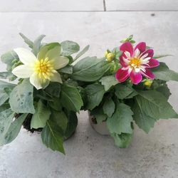 Egynyári dália DAHLIA CS12