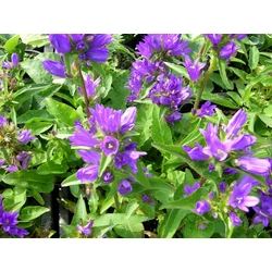Csomós harangvirág CAMPANULA GLOMERATA JOAN ELLIOT CS14